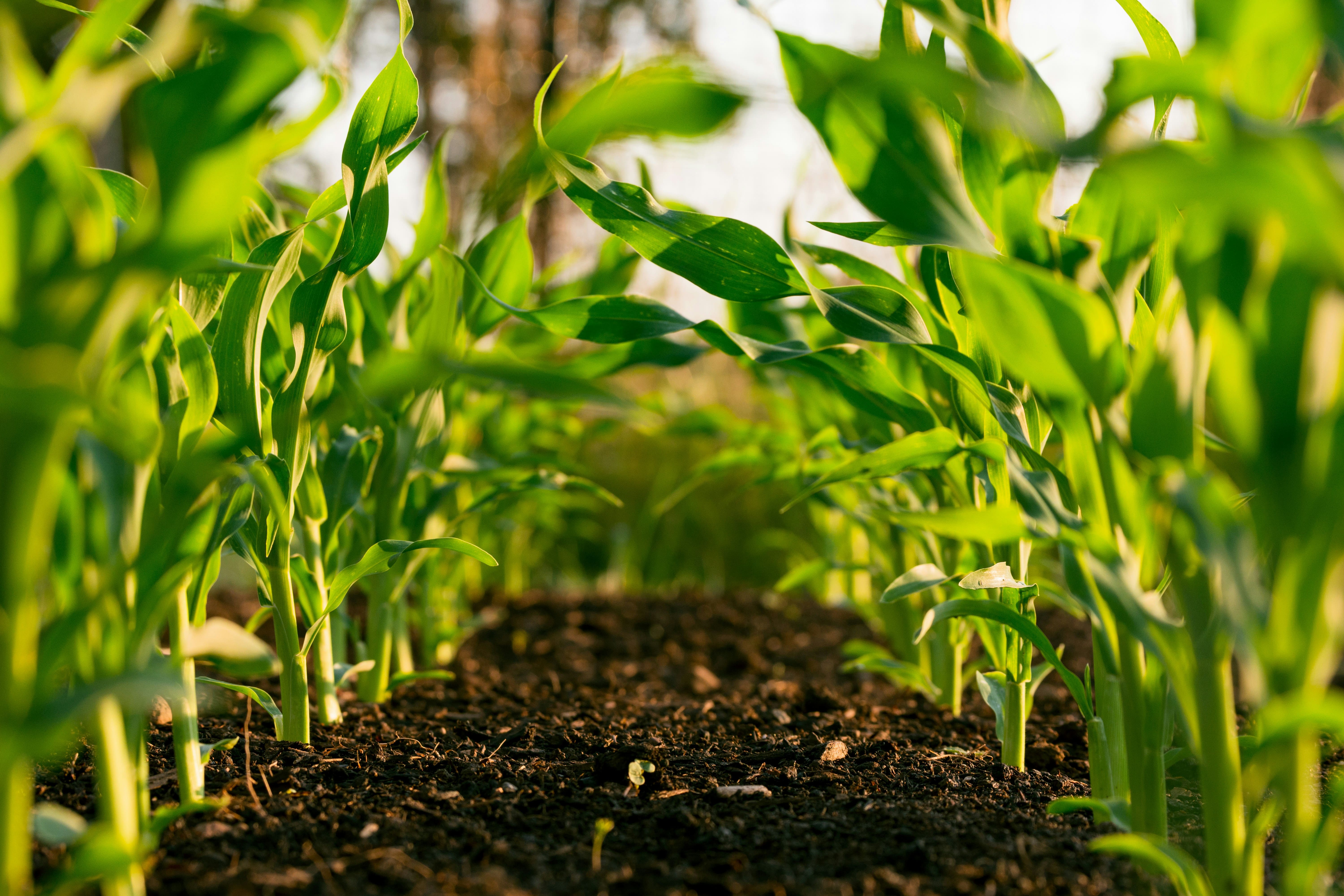 African farmers harvesting maize in fertile fields at sunrise